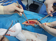 Sutura corte en muslo evento